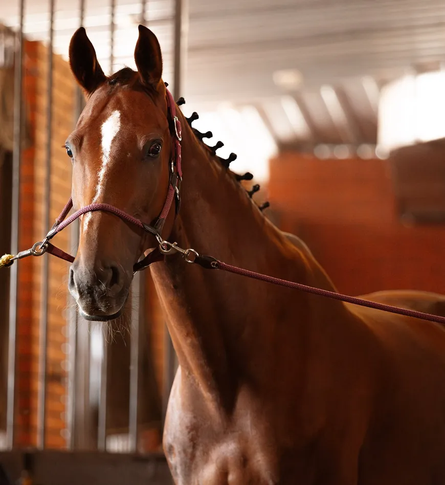 КІННИЙ ЗАВОД