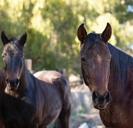 Регулярний вигул